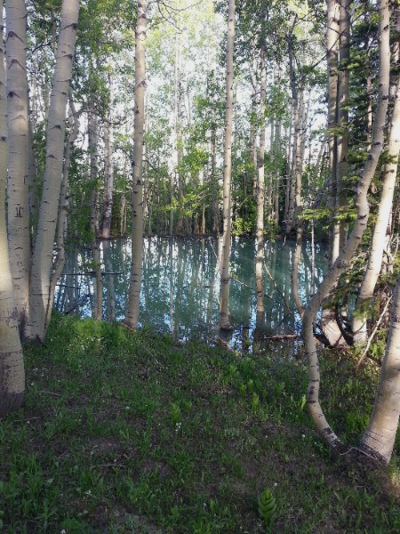 turquoise pond
