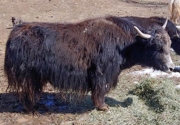 Yaks Matter – Butte Pasture Yak Ranch